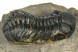 Phacopid (Morocops) Trilobite - Foum Zguid, Morocco #372435-1